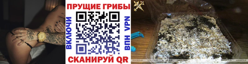 Купить закладки  Юрьев-Польский  Псилоцибиновые грибы Cubensis 